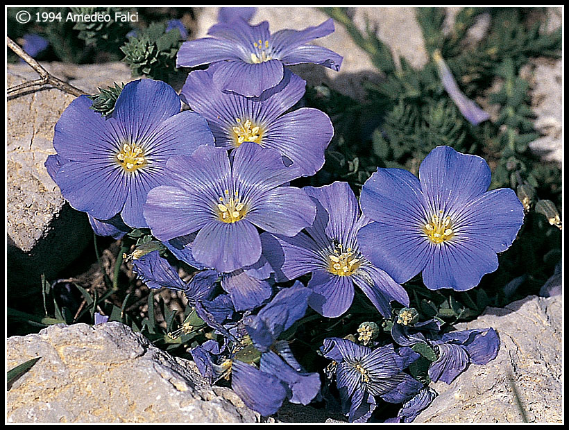 Linum punctatum / Lino punteggiato